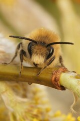 Facial closeup of the male vernal colletes or spring mining bee, Colletes cunicularius, on a Willow twig, Salix caprea