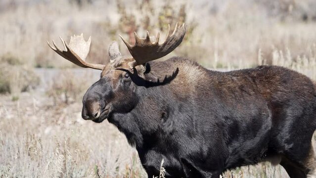 Bull Moose walking through the brush in slow motion as it looks around.