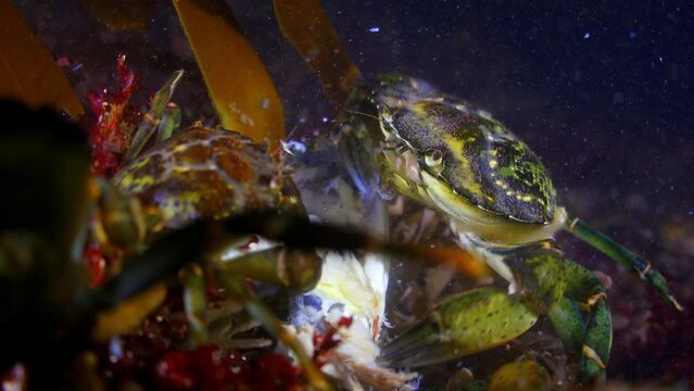 A large crab fights with others over a dead fish, Oban , UK