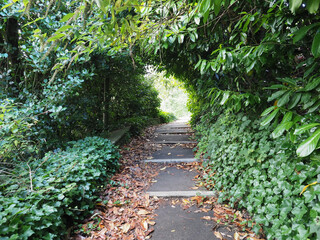 Obraz premium path in the woods