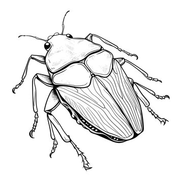 recommend clip art: Hand Drawn Sketch Stink Bug Illustration
                    
                    