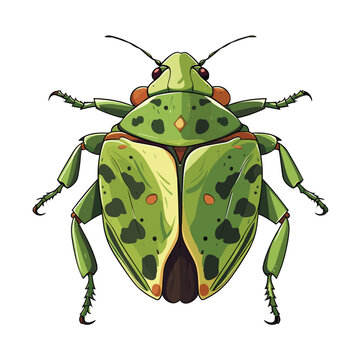 Hand Drawn Flat Color Stink Bug Illustration