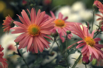 Obraz premium Colorful flowers in summer garden