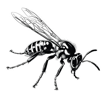 black and white wasp insect drawing clip art preview