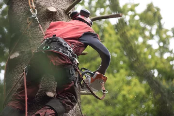 Gardinen aborist working at height during tree care © elmar gubisch
