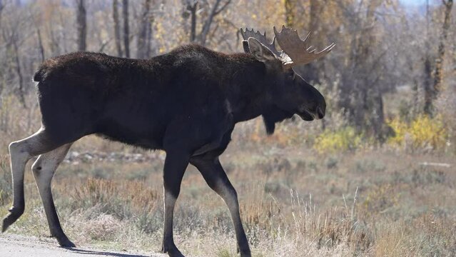 Bull Moose walks off the road into the wilderness in Wyoming during Fall.