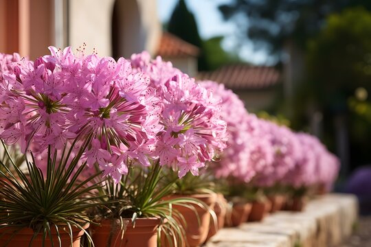 Nerines Elegant flowers in a garden