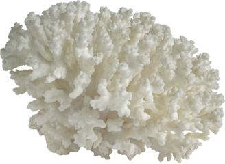 White Spiny Coral Ocean Specimen. isolated on a transparent background