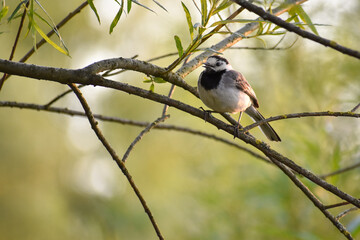 Bachstelze (Motacilla alba) sitzt auf einem Ast