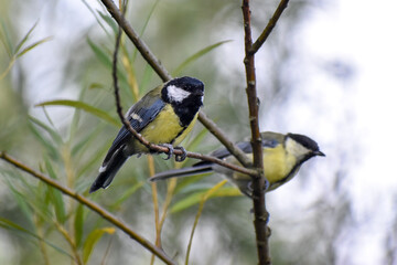 Kohlmeisen (Parus major) im Gebüsch