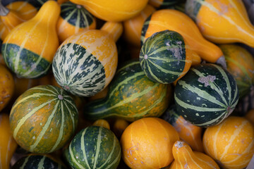 pumpkins and gourds