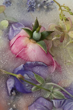 seamless art with pink and purple flowers frozen in ice, water and milk