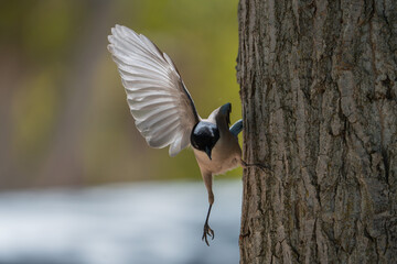 blue tit on a branch © carlos