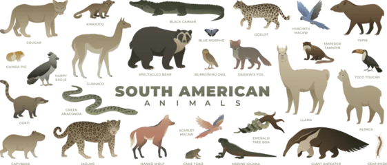Fotobehang South American animals set. Including llama, alpaca, capybara, anteater, toucan, ocelot. Vector illustration of wildlife. Wild animal collection isolated on white background. © Anastasiia Neibauer