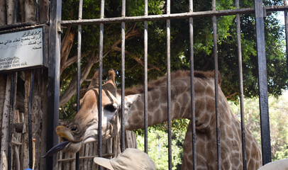 A cute giraffe sticks out its tongue while being fed at the zoo on daytime at giza egypt