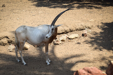 a long-horned Bos taurus at the zoo at giza egypt on daylight