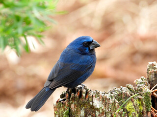 Ultramarine Grosbeak (Cyanoloxia brissonii) - Azul&atilde;o