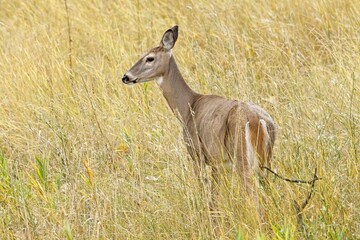 Alert female deer in the grass.