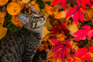 tabby kitten with fall leaves in the background and room for text 