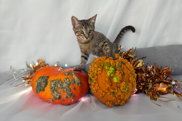 Tabby kitten with warty pumpkins on a white background, room for text 