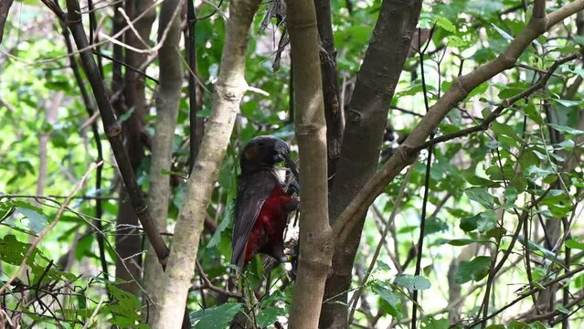4K 60fps video of New Zealand Kaka parrot on tree in wild forest
