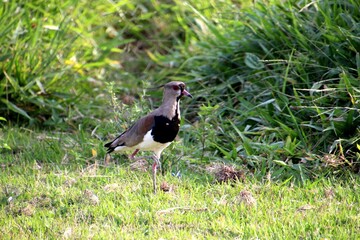 ave quero quero - Vanellus chilensis 
