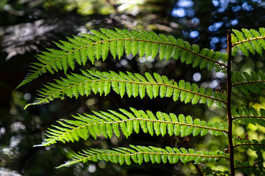 ferns with a trunk tree ferns