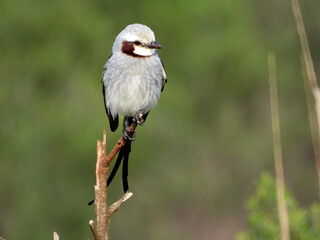 Streamer-tailed Tyrant (Gubernetes yetapa) perched on a bare branch - Tesoura-do-brejo