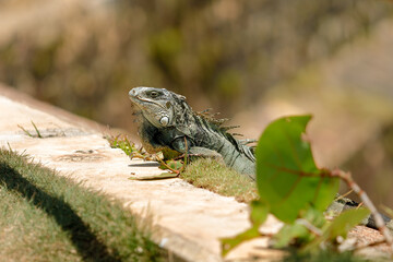Iguana lays in a rock next to a cliff during the daytime.