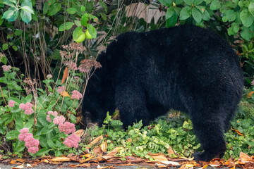 クマ　自然　野生動物　カナダ　バンクーバー　クロクマ　黒熊