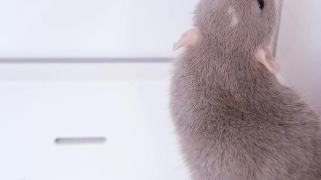 close up portrait of beautiful gray decorative domestic Fancy rat, Rattus norvegicus domestica on Windowsill, concept Protecting Home from Rodents, Dealing with Rodents