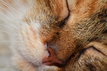 a close up of a sleeping pet cat's face at cairo egypt during the daytime