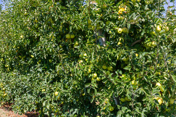 Photo of apple trees in fruit garden. Golden delicious apples hanging from trees branches.