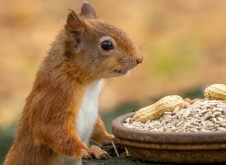 Adorable and hungry little scottish red squirrel eating a nut in the woodland