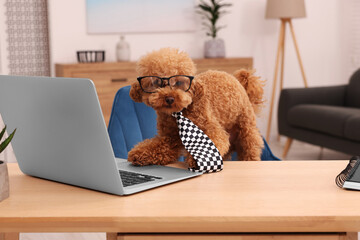 Cute Maltipoo dog wearing checkered tie and glasses at desk with laptop in room. Lovely pet