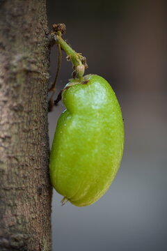 Averrhoa Bilimbi Linn (belimbing sayur  wuluh  buluh  botol  besi  asam)