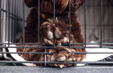 Dog in crate or dog kennel waiting to come out. Close up of cute puppy dog paws on mesh. Crate training puppy dog. 10 months old female Labradoodle, brown or chocolate. Selective focus on paws. © Petra Richli