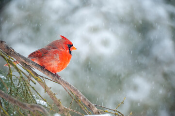 Cardinal perched on branch during snow storm