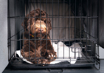 Dog in crate or dog kennel waiting to come out. Cute puppy dog paws on grid mesh. Crate training puppy dog. 10 months old female Labradoodle, brown or chocolate. Selective focus on paws. © Petra Richli