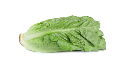 Fresh green romaine lettuce isolated on white