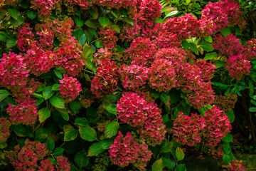 Joli hortensia aux couleurs de l'automne - Bretagne France