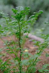 Coriander is a popular spice plant. Coriandrum sativum.