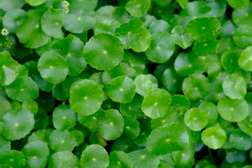 Centella asiatica, commonly known as Gotu Kola, brahmi, Indian pennywort and Asiatic pennywort, is a herbaceous, perennial plant in the flowering plant family Apiaceae.  - obrazy, fototapety, plakaty
