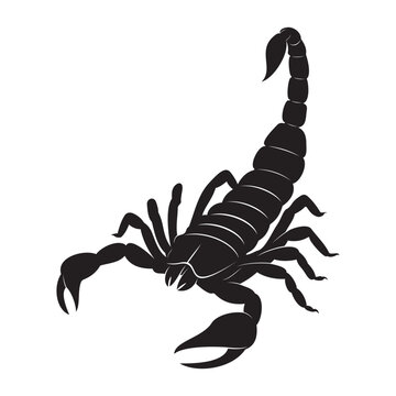Scorpion Silhouette on white background