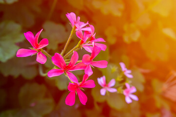 Pink purple of Geranium flower and golden sunlight effect in backgroind. Summer flower theme.