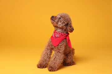 Cute Maltipoo dog with bandana on orange background
