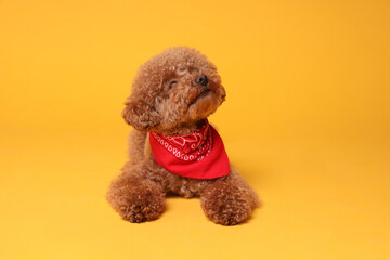 Cute Maltipoo dog with bandana on orange background