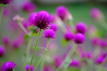Knob flower garden. Gomphrena globosa. This plant is an annual herb, and is generally used as an ornamental plant and can be used as a flower tea. Selective focus. Bunga kenop. Edible flower.