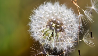 Close up of Dandelion seeds