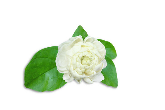 beautiful jasmine white flower with leaves isolated on cutout transparent background png format,in india known as mogra,jui,chameli,mallika,jai,it is national flower of philippines
